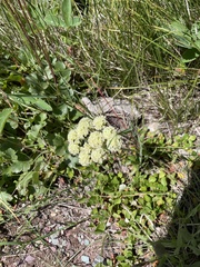 Calochortus gunnisonii