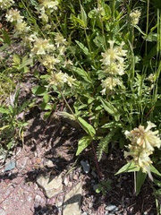 Calochortus gunnisonii