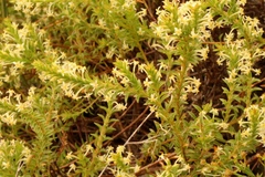 Struthiola striata