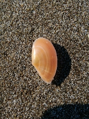 Bosemprella incarnata