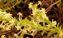 Struthiola striata