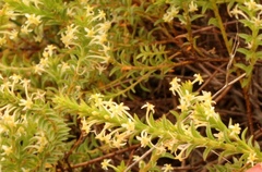 Struthiola striata