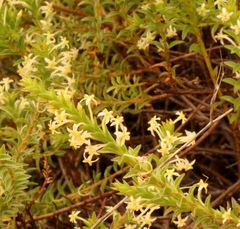 Struthiola striata