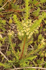 Struthiola striata