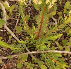 Struthiola striata