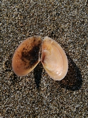 Bosemprella incarnata