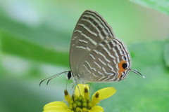 Jamides celeno aelianus