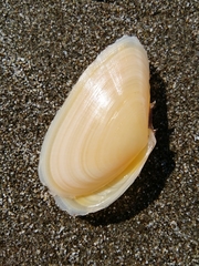 Bosemprella incarnata