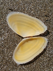 Bosemprella incarnata