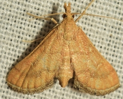 Metasia ibericalis