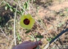 Pavonia cancellata