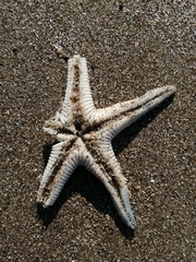 Astropecten