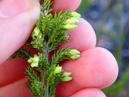 Image of Erica intermedia by (c) Ren Hoekstra, some rights reserved (CC BY)