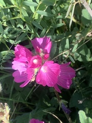 Sidalcea neomexicana