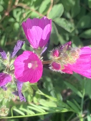 Sidalcea neomexicana