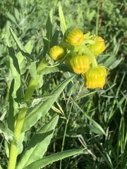 Senecio bigelovii