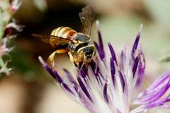 Rhodanthidium infuscatum