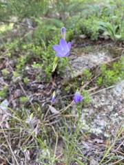 Campanula petiolata