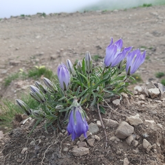 Campanula tridentata