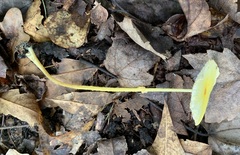 Leucocoprinus fragilissimus image