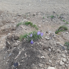Campanula tridentata