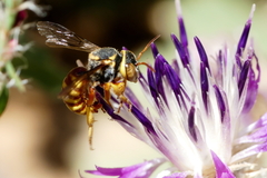 Rhodanthidium infuscatum