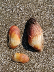Barbatia barbata