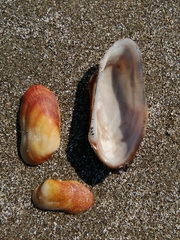 Barbatia barbata