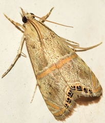 Euchromius gozmanyi