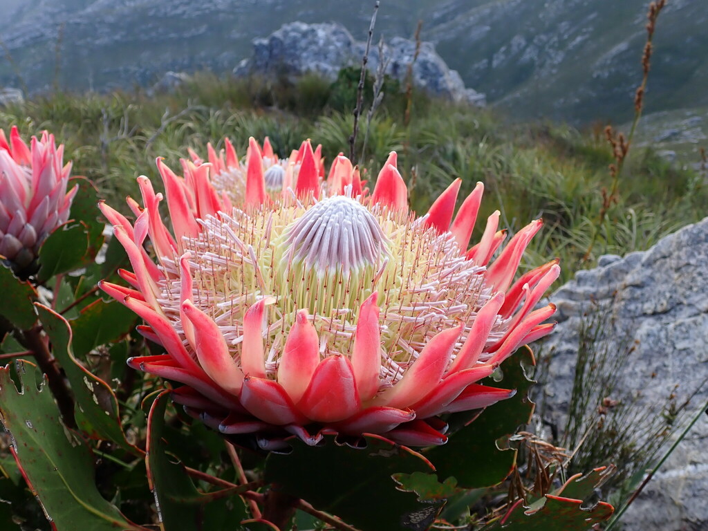 Protea cynaroides, South Cape DC, South Africa