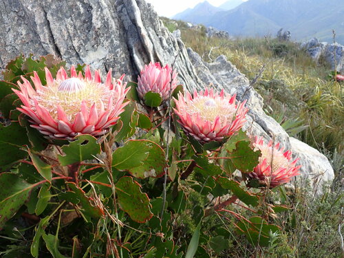 Protea cynaroides