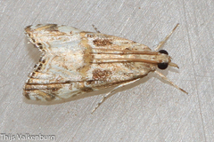 Euchromius cambridgei