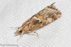 Euchromius cambridgei