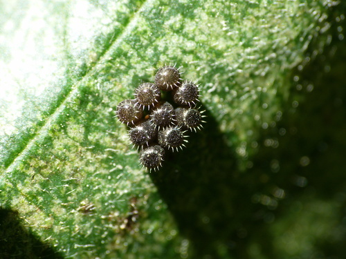 Bronze Shield Bug