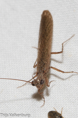 Perlamantis alliberti