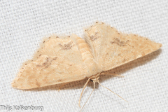Idaea belemiata