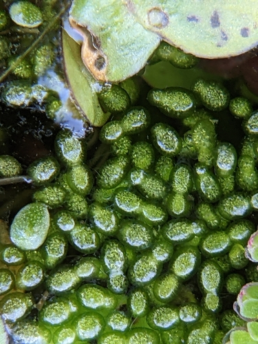 Image of Wolffia brasiliensis by (c) Eric Knight, some rights reserved (CC BY)