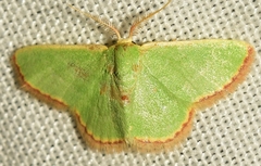 Eucrostes indigenata