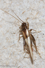 Stenonemobius gracilis