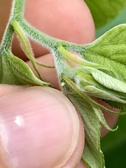 Libytheana carinenta