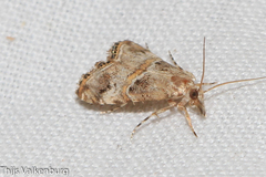 Euchromius cambridgei