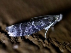 Ortholepis pasadamia