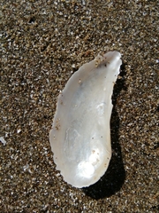 Pandora inaequivalvis