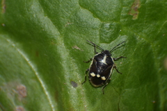 Eurydema oleracea