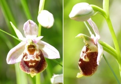 Ophrys fuciflora