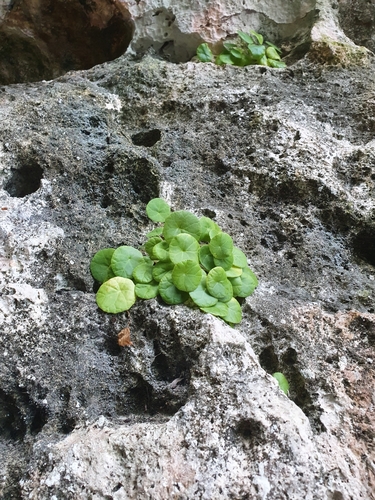 Dorstenia peltata