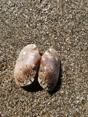 Ruditapes philippinarum