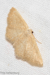 Idaea belemiata