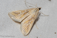 Arnia nervosalis