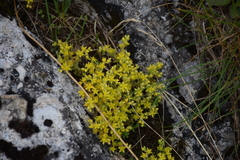Sedum annuum